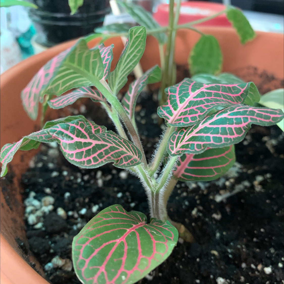 Pink Wave Nerve Plant in a pot with vibrant pink and green leaves.