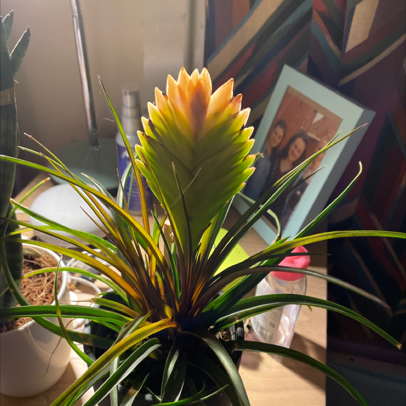 Pink Quill Plant with yellowing and browning leaves, well-framed and centered.