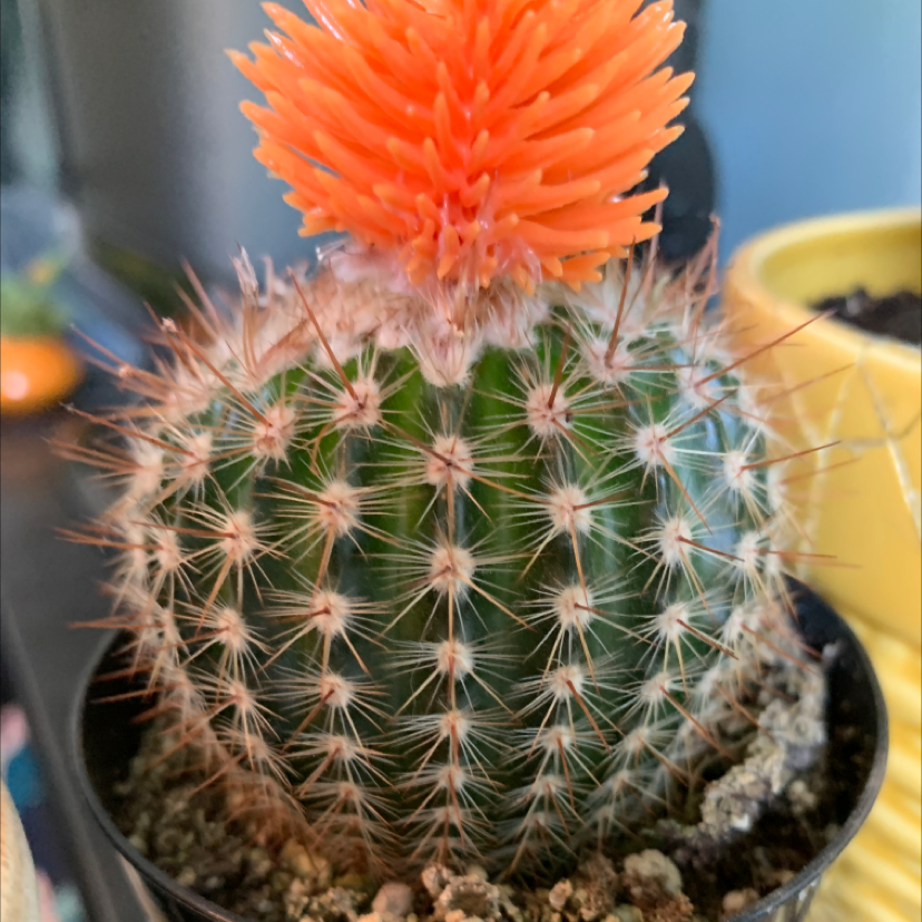 Arizona Rainbow Cactus with an orange flower on top, well-framed and healthy.