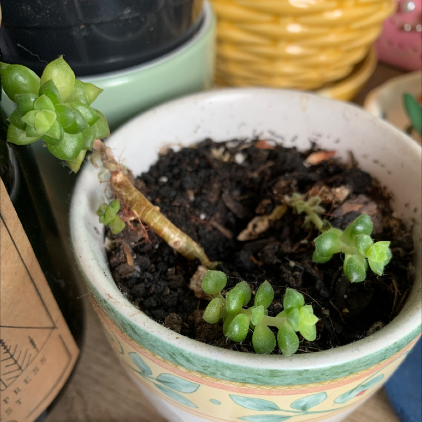 Potted Tom Thumb plant with visible soil and some yellowing and browning on the stem.