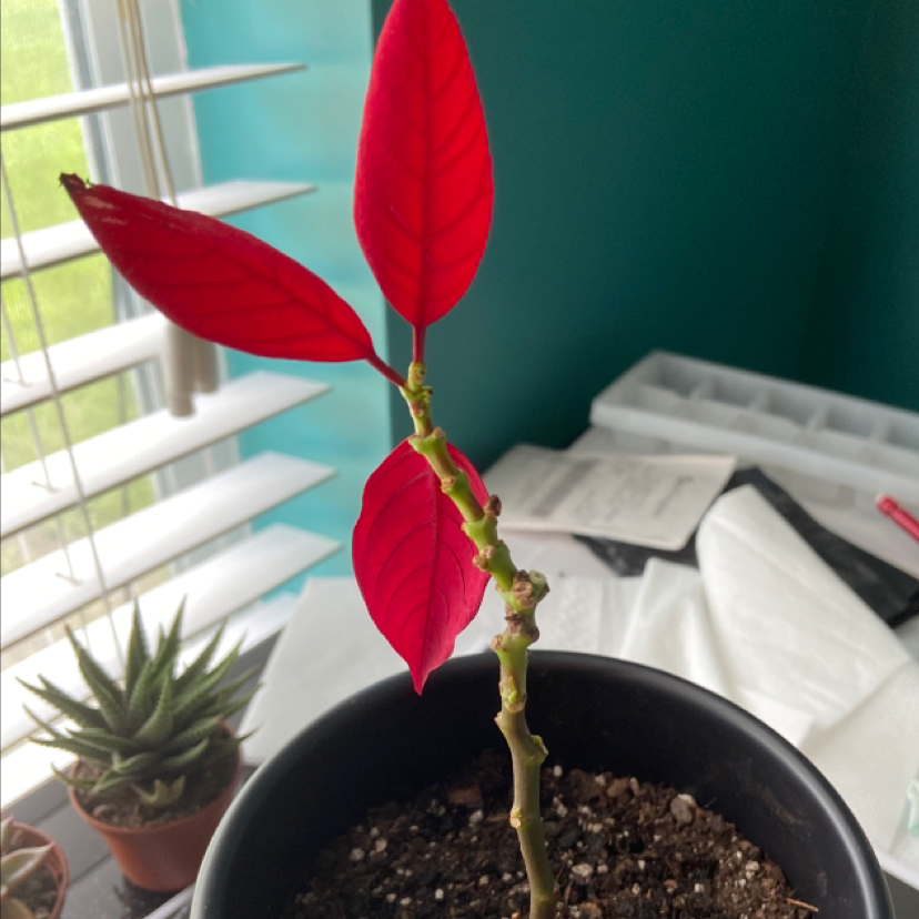 Poinsettia plant photo by Meagan named poinsettia on Greg, the plant care app.