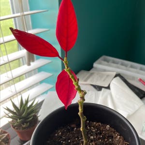 Euphorbia Pulcherrima plant photo by Meagan named poinsettia on Greg, the plant care app.