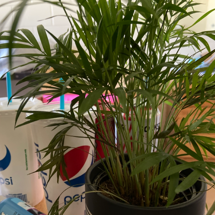Parlour Palm plant photo by Meagan named fern on Greg, the plant care app.