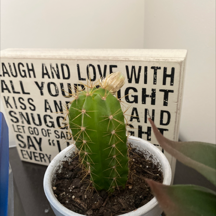 Photo of the plant species Candleholder Cactus by Casey named jonah on Greg, the plant care app