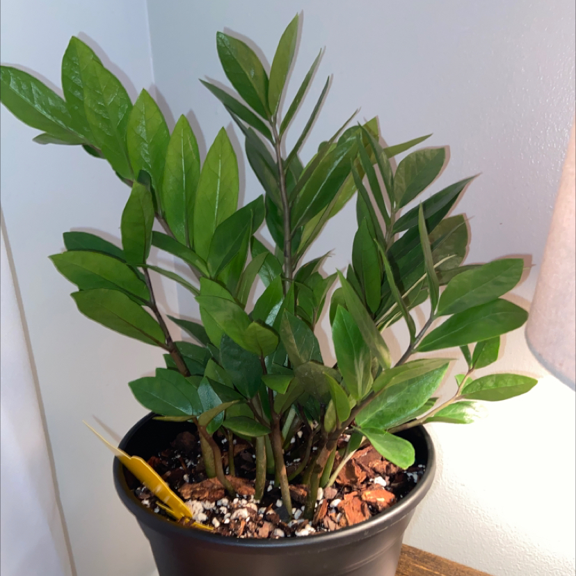 Zamioculcas Zamiifolia plant photo by @anniejrc named Tiny Tina on Greg, the plant care app.