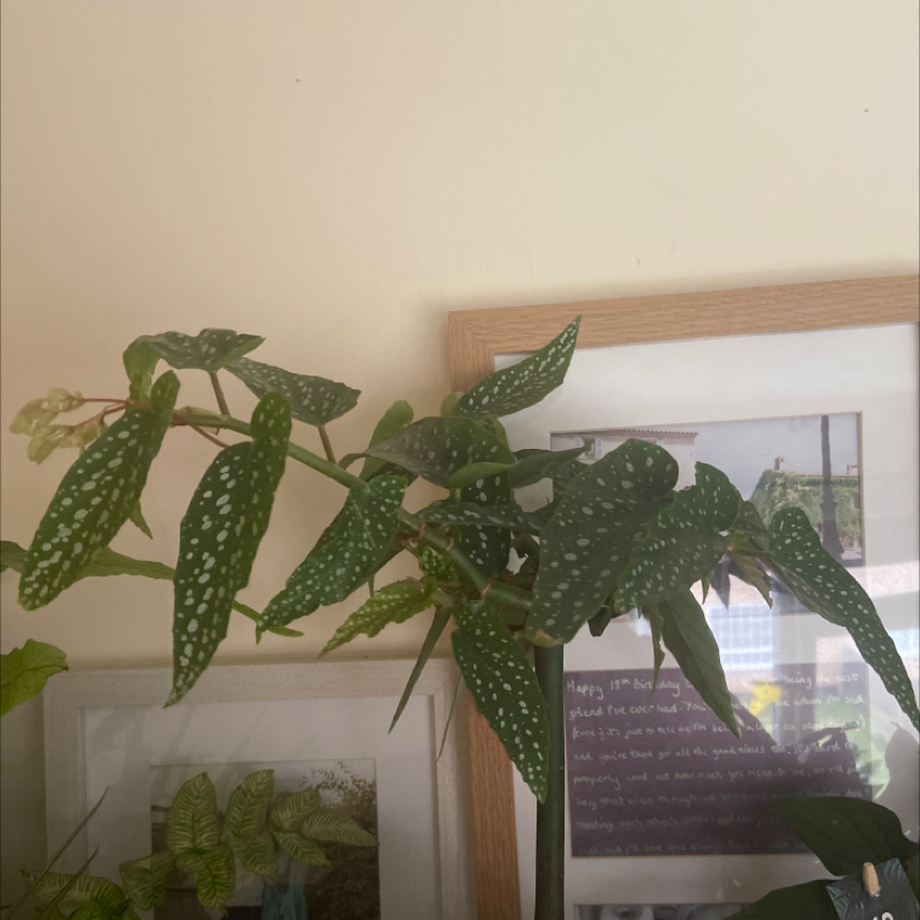 Photo of the plant species Begonia Bamboo by @erincharlotted named Bev on Greg, the plant care app