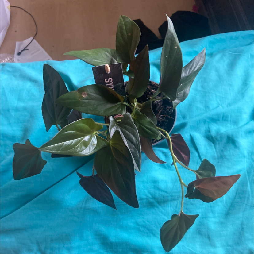 Photo of the plant species Syngonium Erythrophyllum by @erincharlotted named Little red on Greg, the plant care app