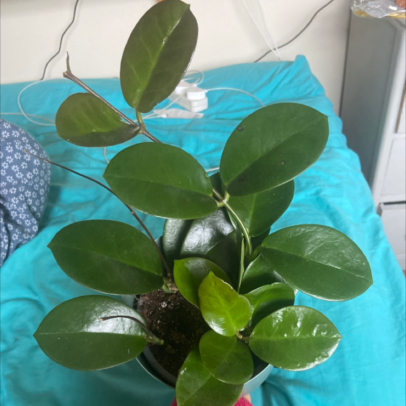 Photo of the plant species Waxvine by @erincharlotted named Foster on Greg, the plant care app