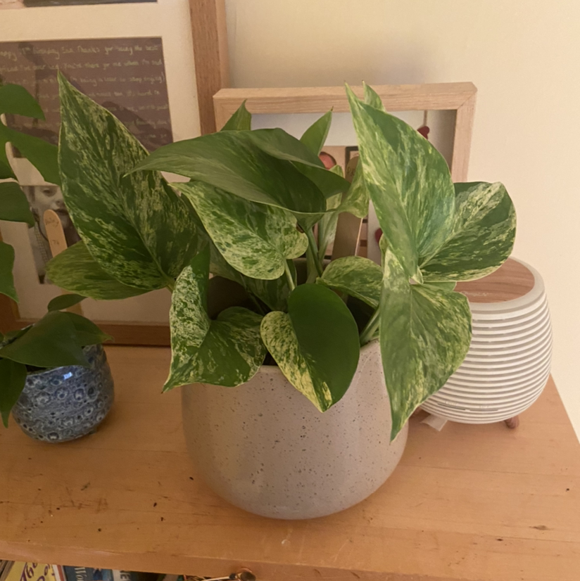 Taro Vine plant photo by @erincharlotted named Pothos on Greg, the plant care app.