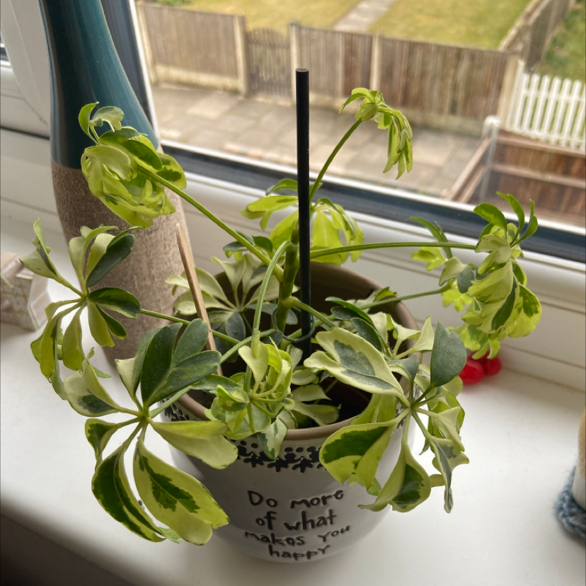 Dwarf Umbrella Tree plant photo by @erincharlotted named Sad brolly on Greg, the plant care app.