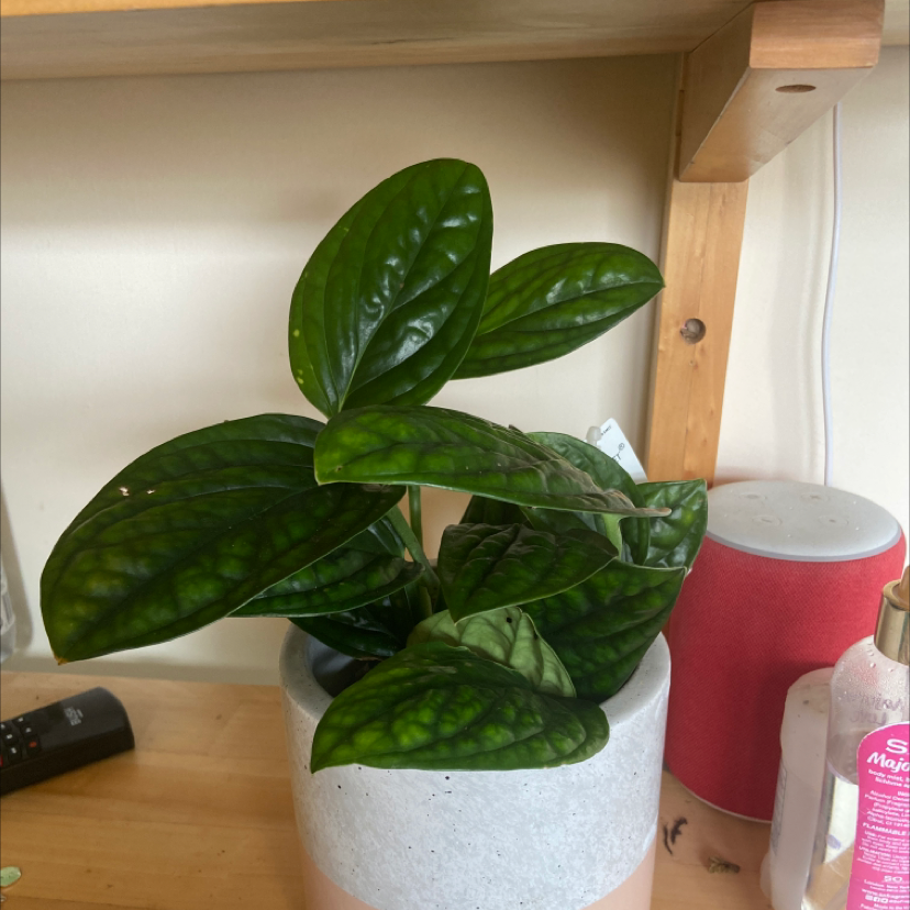 Photo of the plant species Monstera pinnatipartita by @erincharlotted named Paddington on Greg, the plant care app