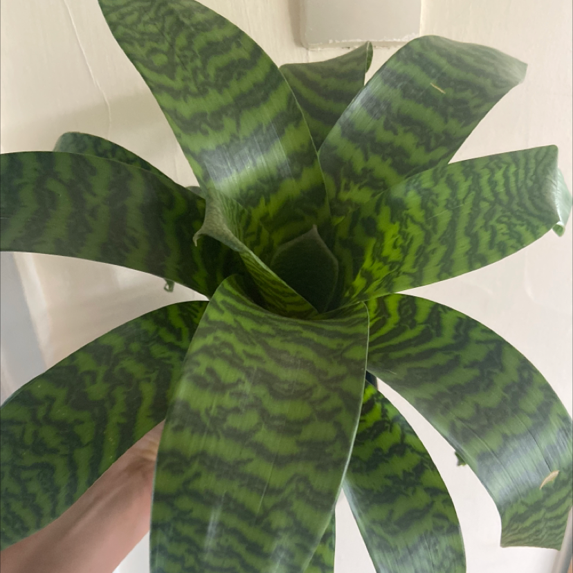 Flaming Sword Bromeliad with vibrant green leaves and dark wavy patterns.