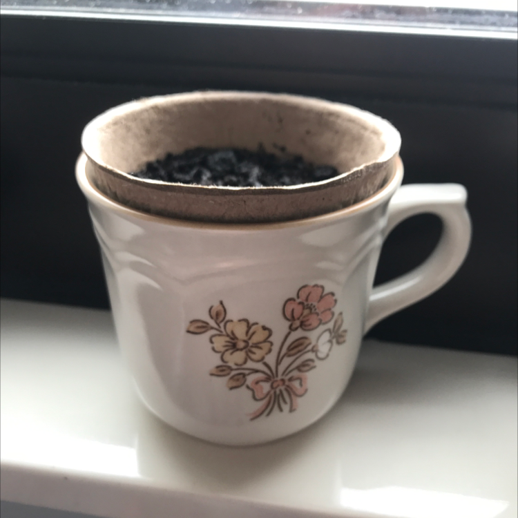 A small oregano seedling growing in a ceramic mug with a floral design. The plant has tiny green leaves emerging from dark, moist soil.