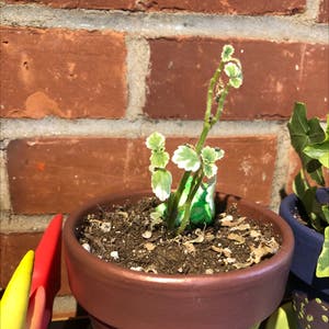 Plectranthus Verticillatus plant photo by @smaug named Sophie on Greg, the plant care app.