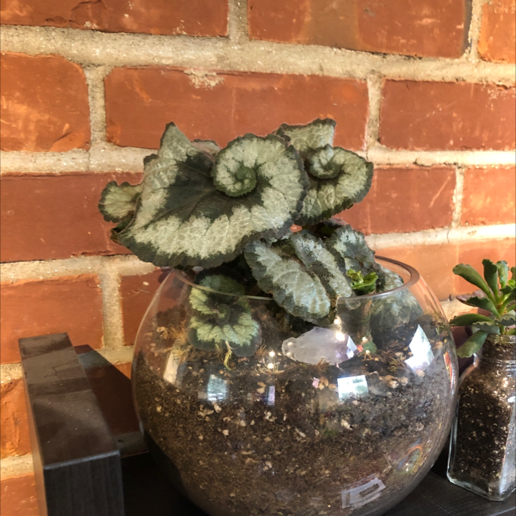 Rex Begonia 'Escargot' plant photo by @smaug named Minerva on Greg, the plant care app.