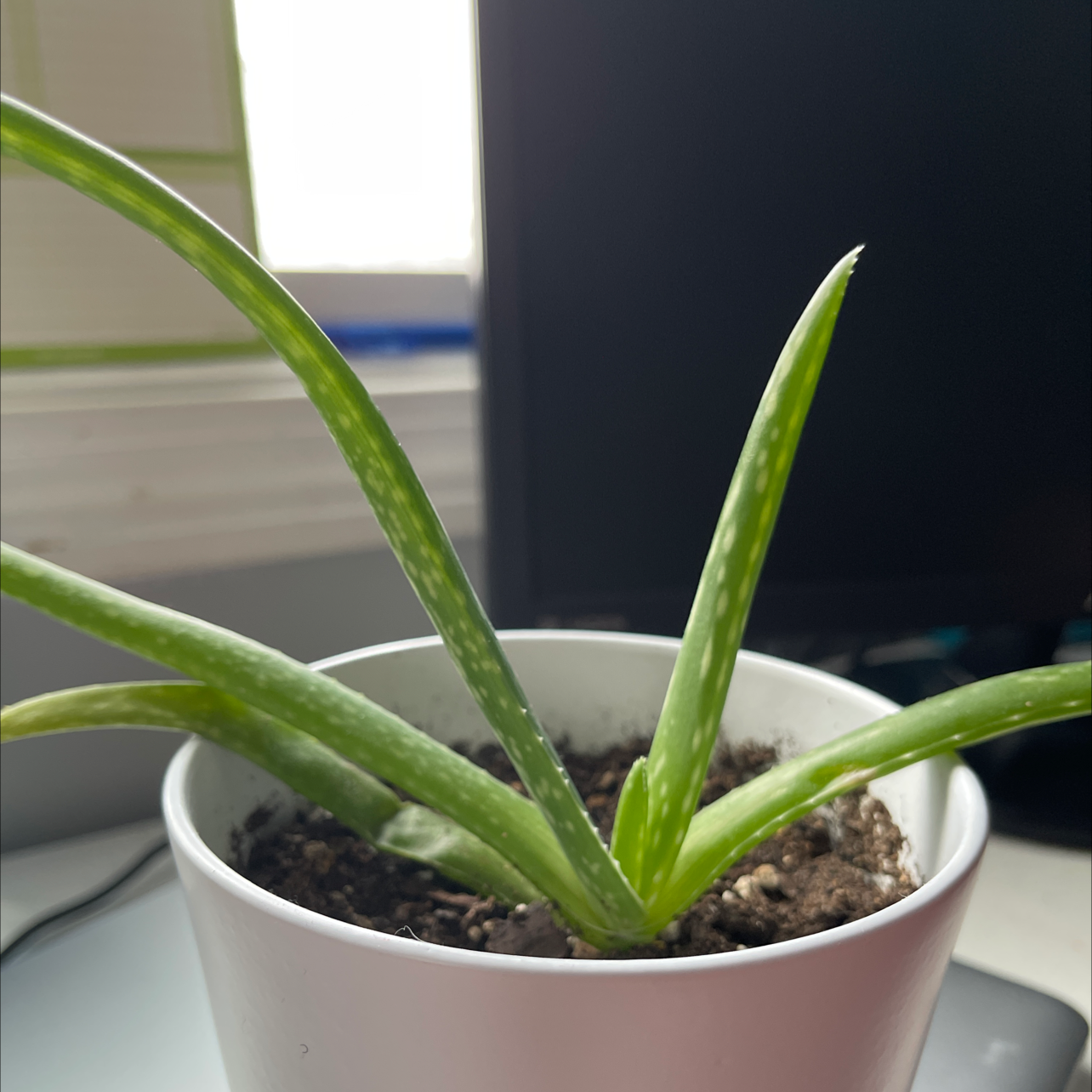 Aloe vera plant photo by @byrdiepoo named George on Greg, the plant care app.