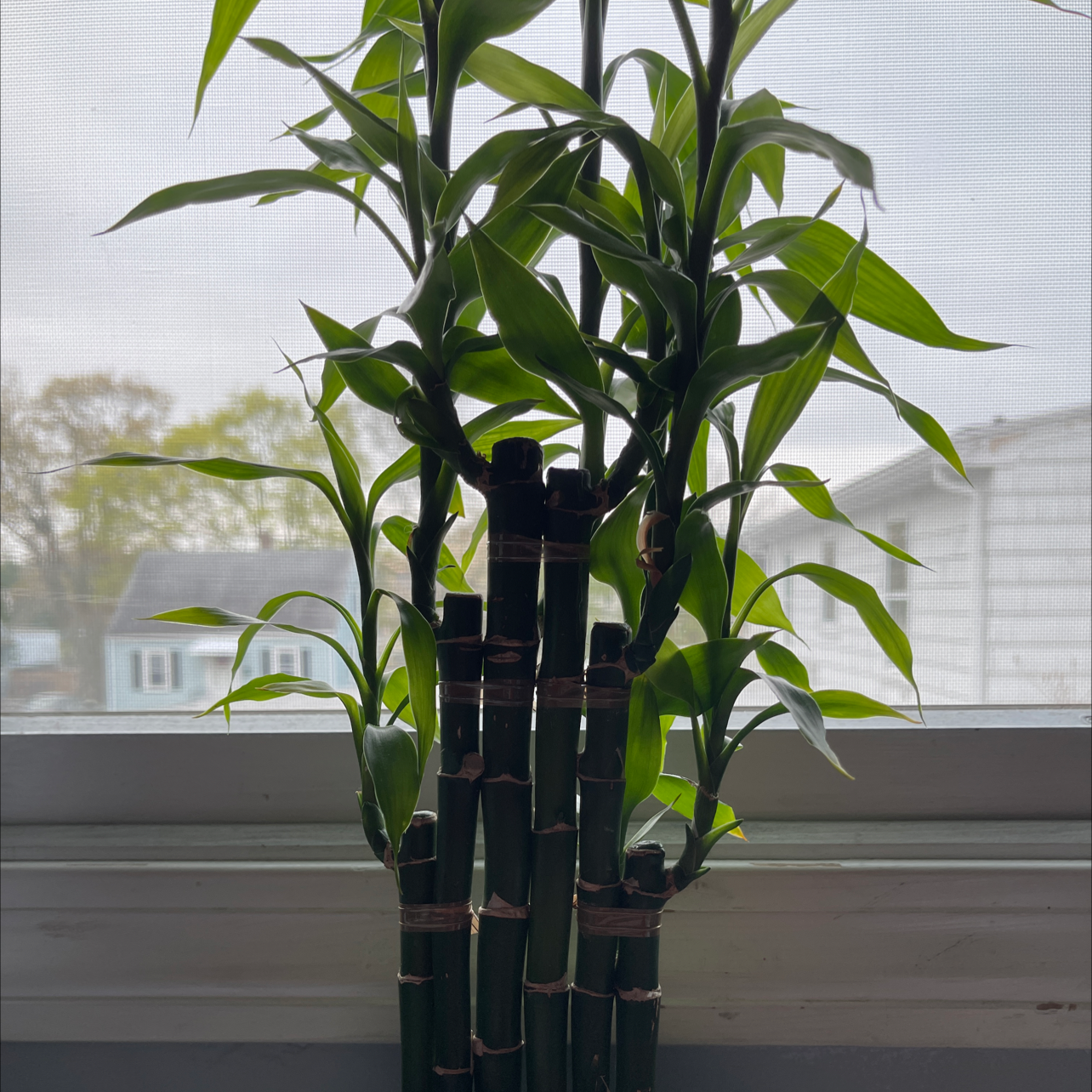 Lucky Bamboo plant photo by @byrdiepoo named Joey on Greg, the plant care app.