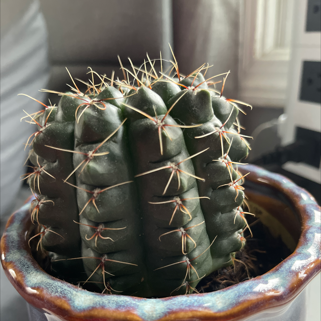 Moon Cactus plant photo by @byrdiepoo named Jimmy on Greg, the plant care app.