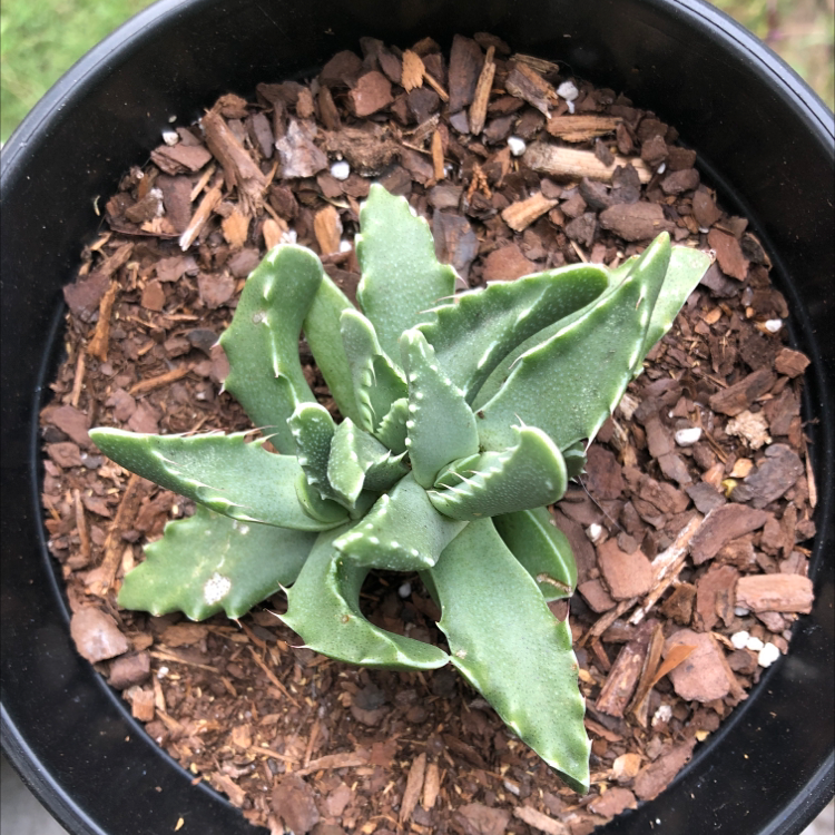 Tiger's Jaw plant in a pot with visible soil, appearing healthy.