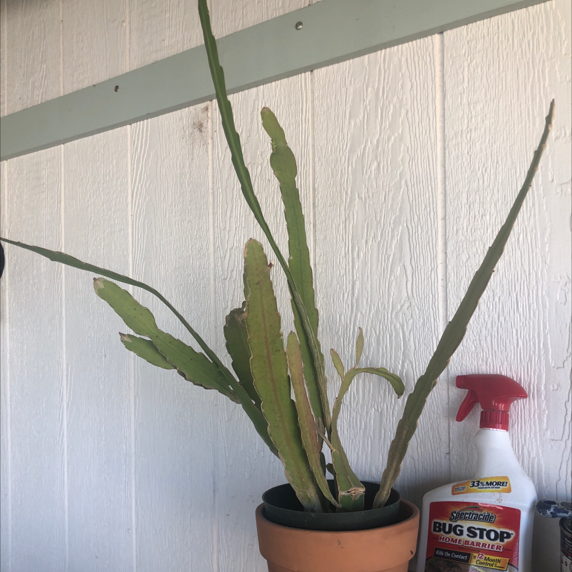 Dutchman's Pipe Cactus in a pot with some browning on the stems, next to a bottle of insecticide.