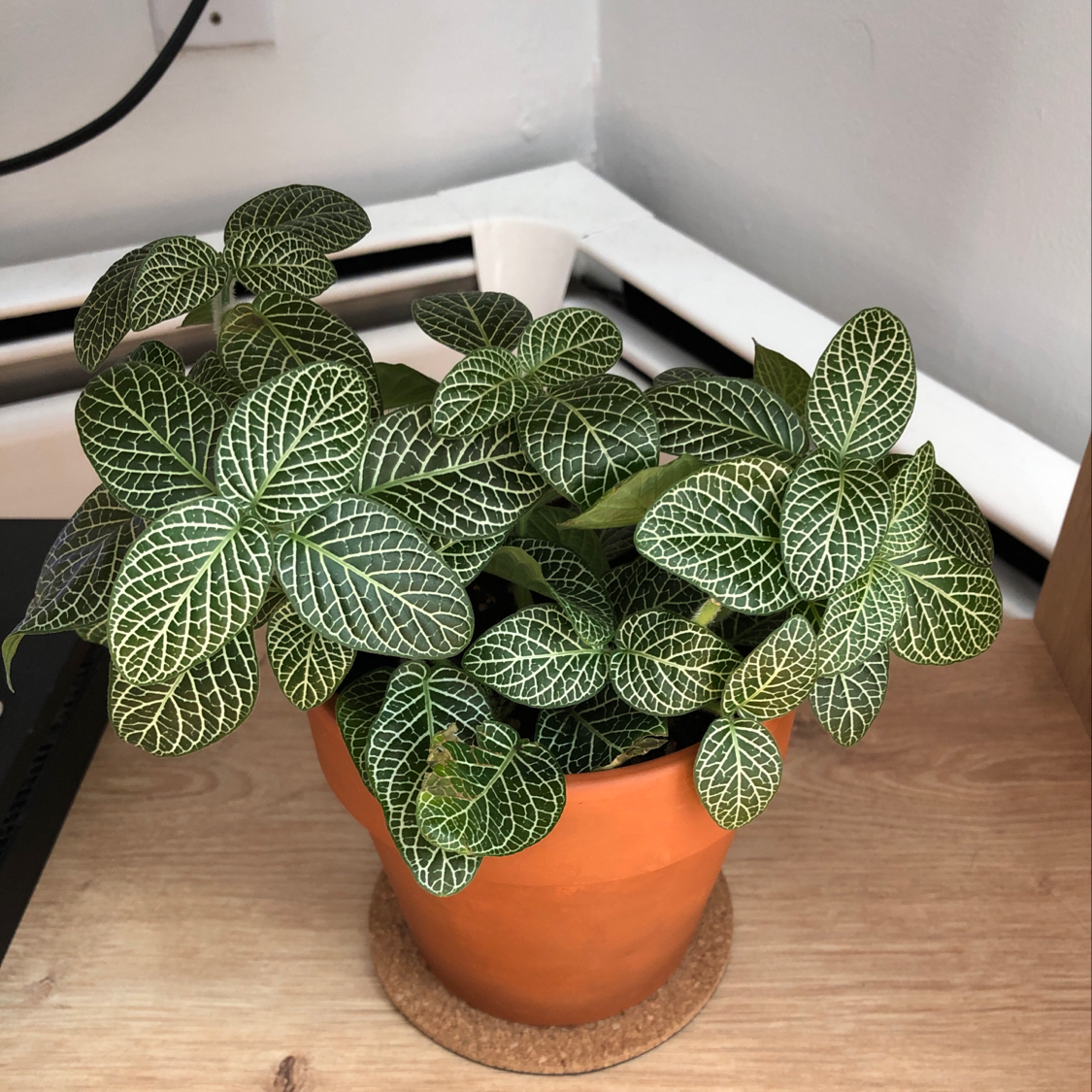Healthy Nerve Plant (Fittonia) in a terracotta pot with vibrant green leaves and white veining.