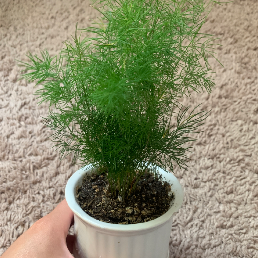 Garden Cosmos plant in a white pot with visible soil, held by a hand.