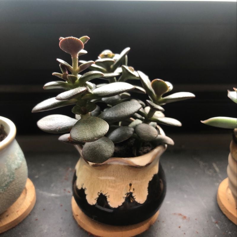 Black Coleus Plant Care: Water, Light, Nutrients | Greg App 🌱