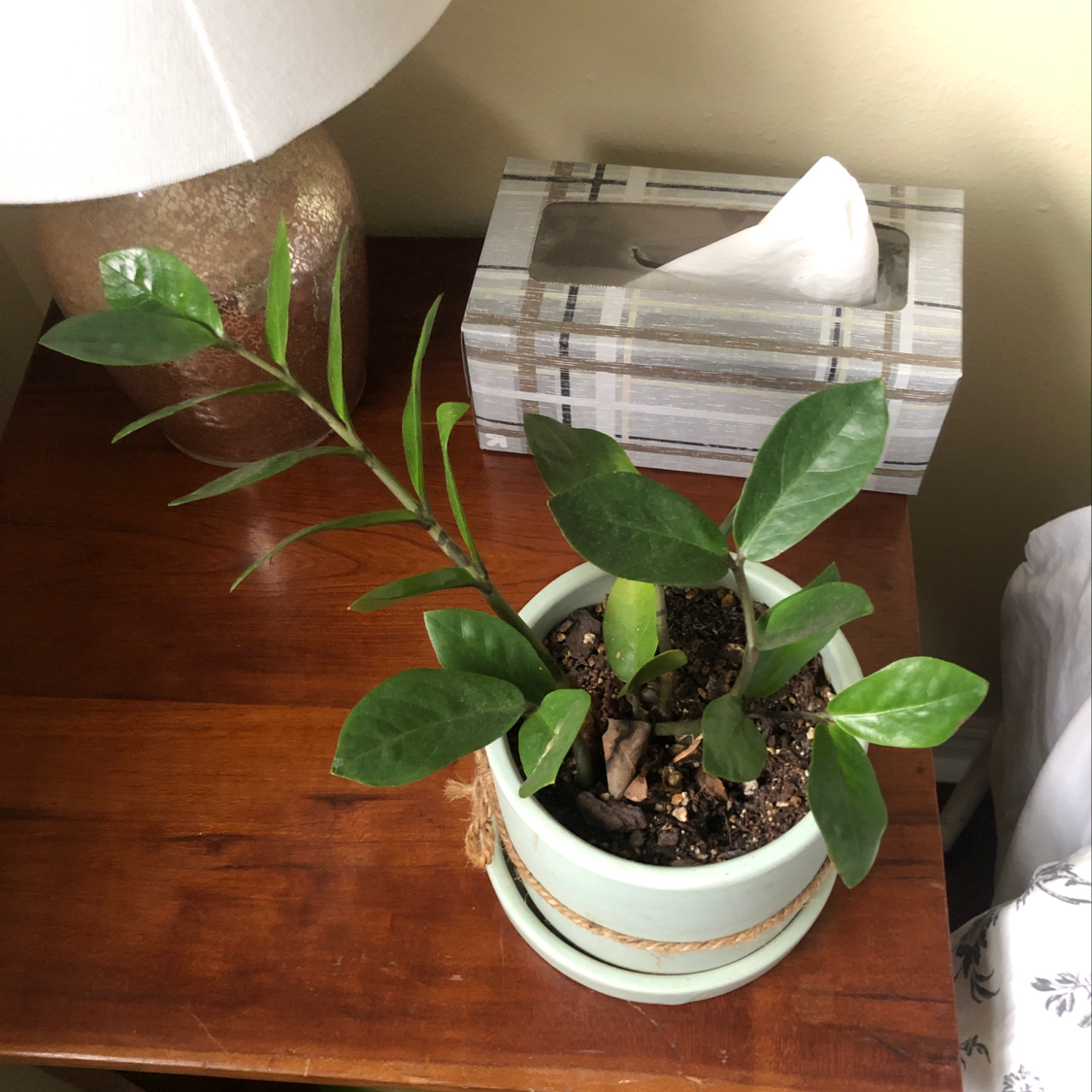 Healthy young ZZ plant with vibrant green leaves in a white ceramic pot, photographed on a wooden surface indoors.
