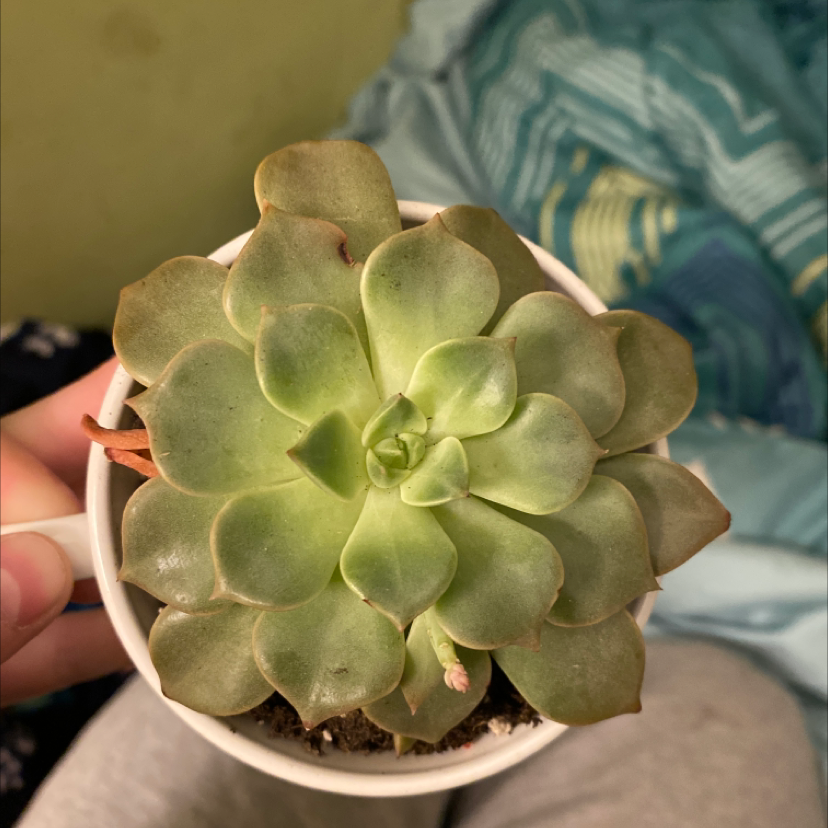 Tree Aeonium succulent in a small pot with slight browning on leaf edges.