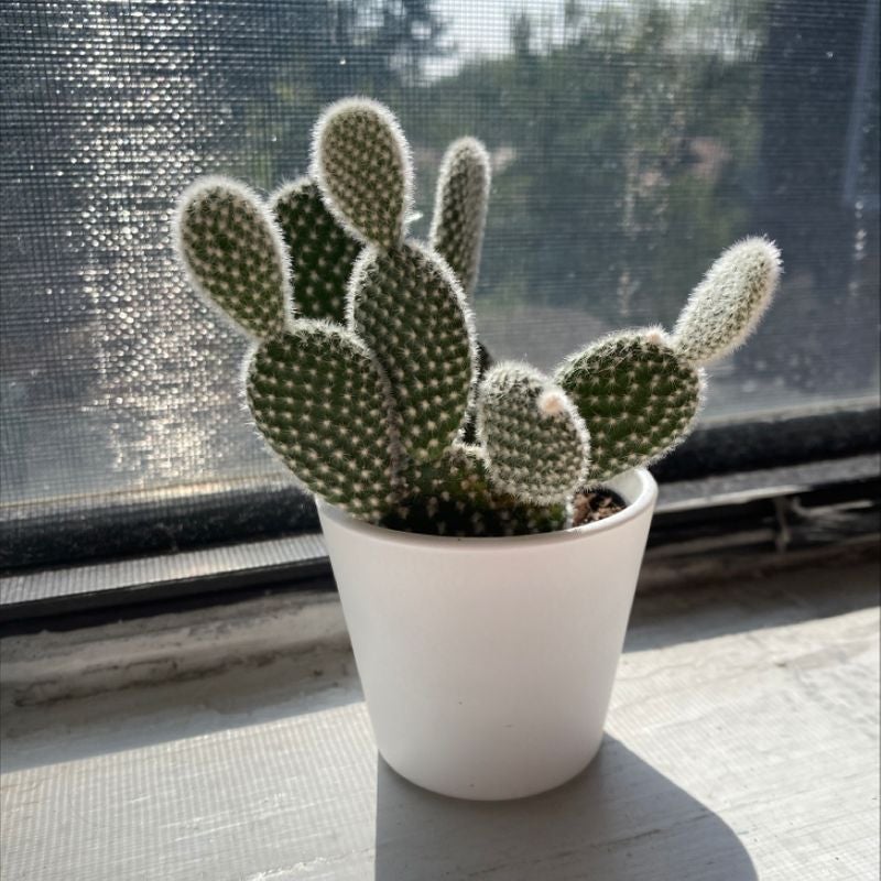 Bunny Ears Cactus in a white pot on a windowsill, healthy and well-lit.
