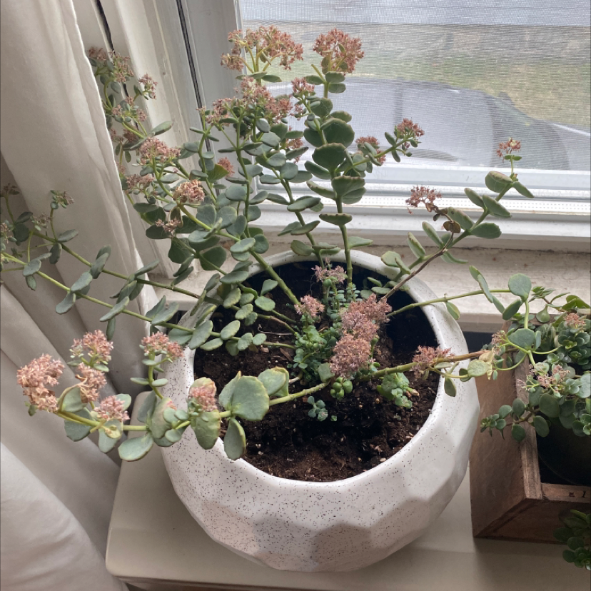 Potted October Daphne plant near a window, flowering with small pink flowers.