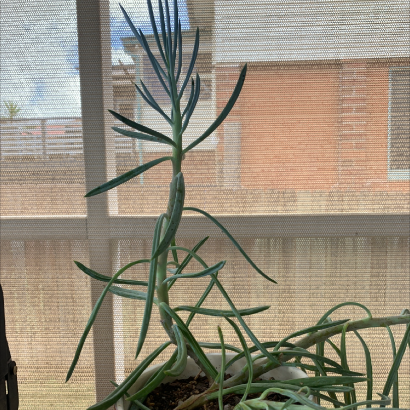 Photo of the plant species Narrow-Leaf Chalk Sticks by @Ashleighb named Feleafa on Greg, the plant care app