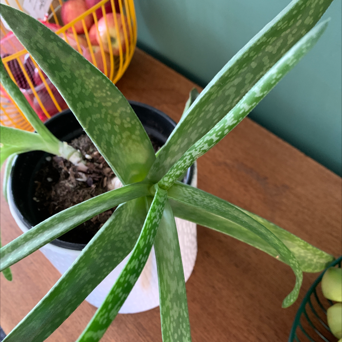 Broad-Leaved Aloe plant in a pot with visible soil, healthy green leaves, and no discoloration.