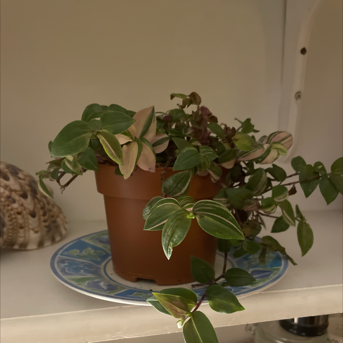 Tradescantia Quadricolor plant in a brown pot on a decorative plate, healthy with vibrant leaves.