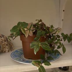 Tradescantia Quadricolor plant
