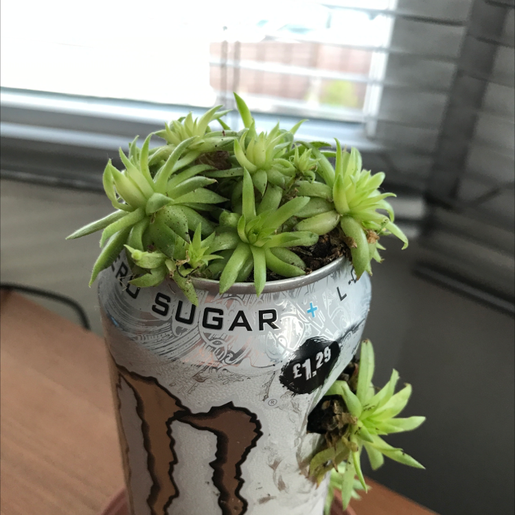 Hens and Chicks plant photo by @Bagssey named Boomer on Greg, the plant care app.