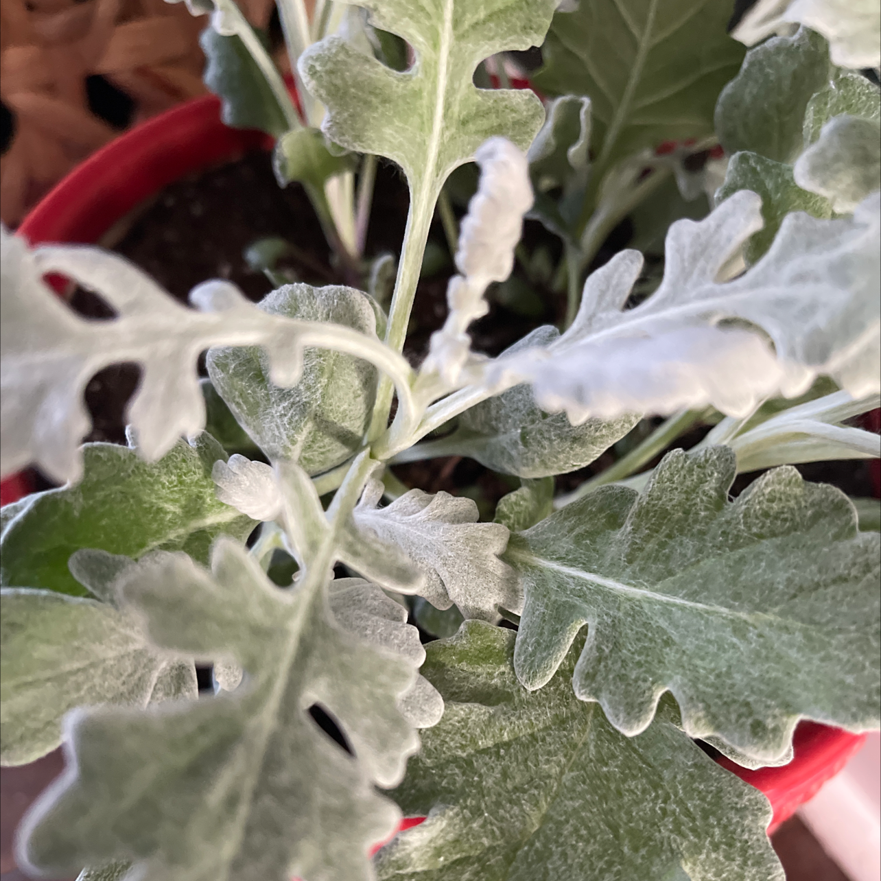 Silver Ragwort plant with silvery, lobed leaves in a red pot.