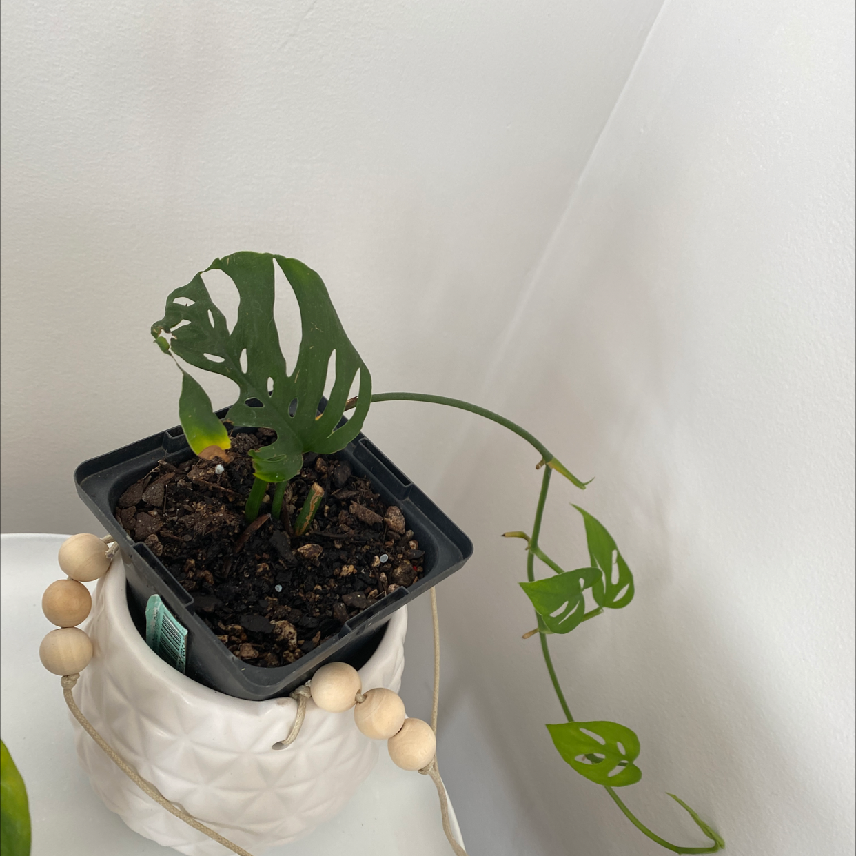 Monstera adansonii 'Laniata' plant in a small pot with visible soil and some yellowing leaves.