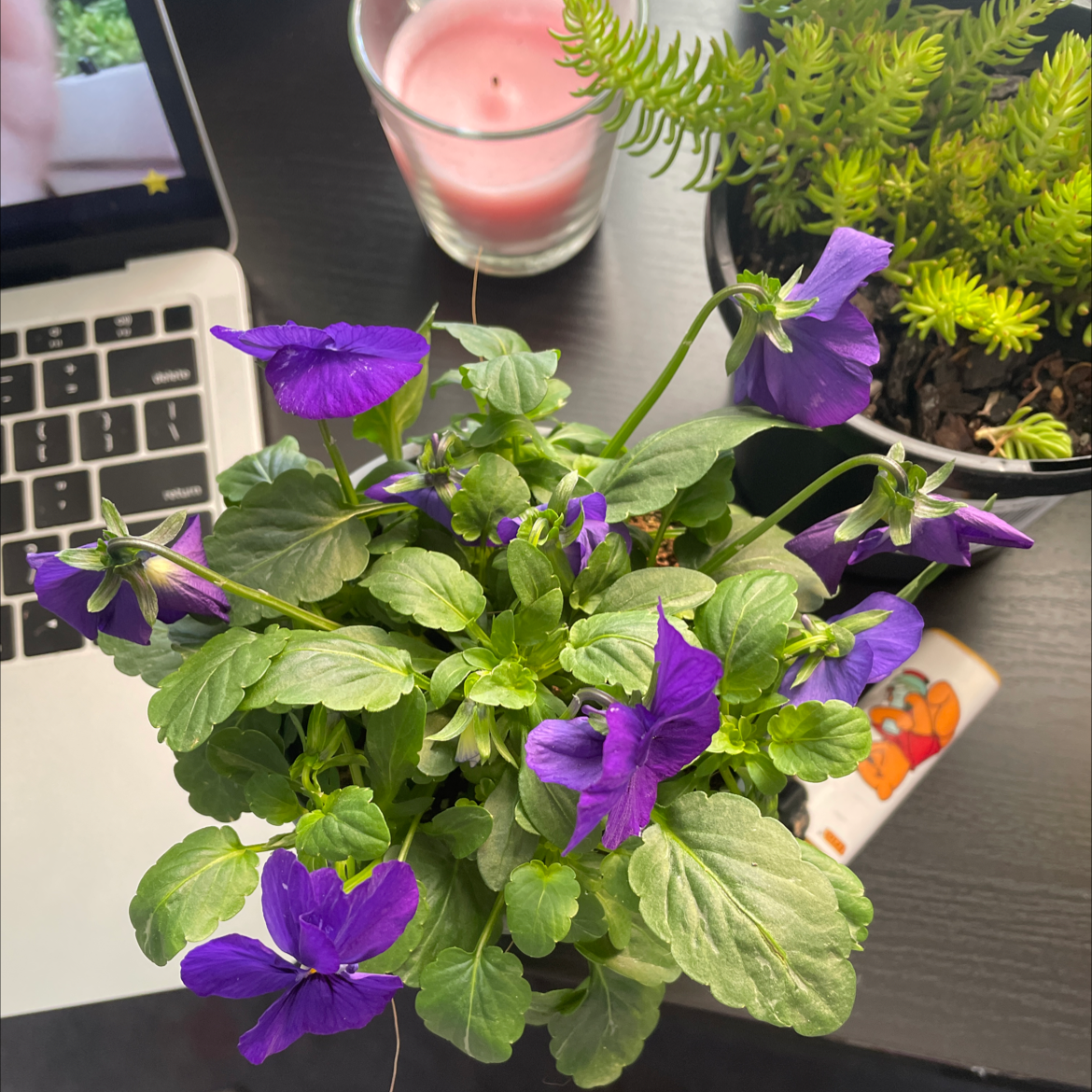 Photo of the plant species horned pansy by Chloe named Anne on Greg, the plant care app