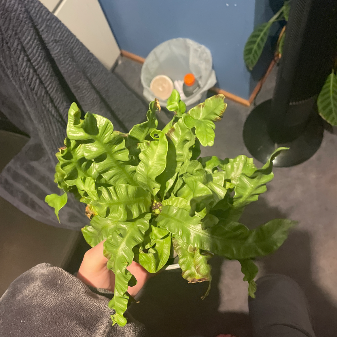 Hart's Tongue Fern with vibrant green leaves held by a hand.