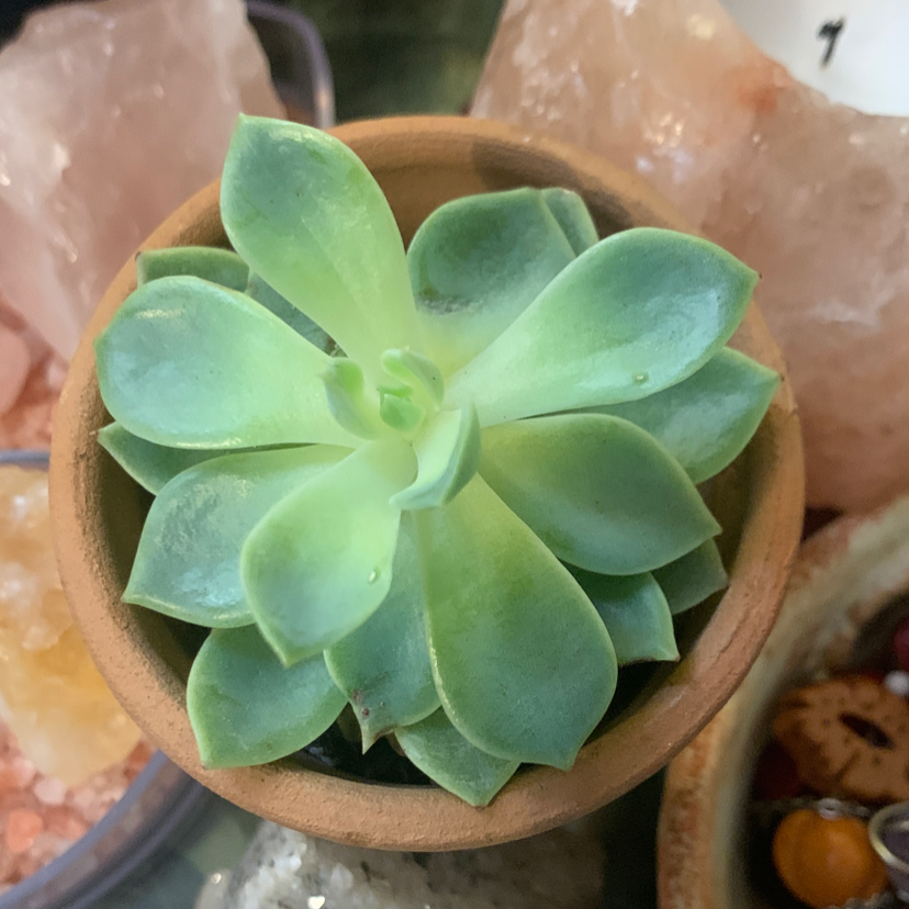 Photo of the plant species Echeveria Elegans by @mttiec named Dolores on Greg, the plant care app