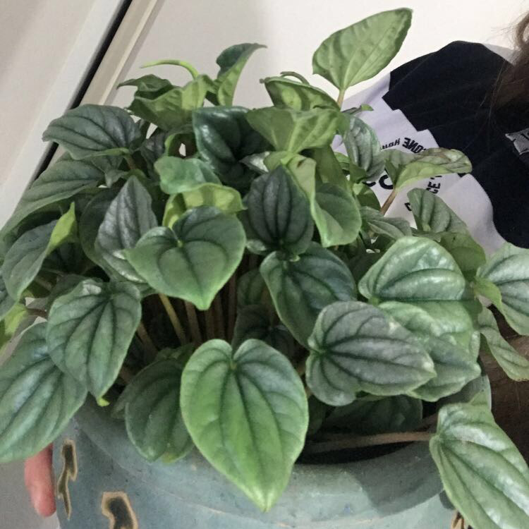 Photo of the plant species Moonlight Peperomia by @soupy named Franklin on Greg, the plant care app