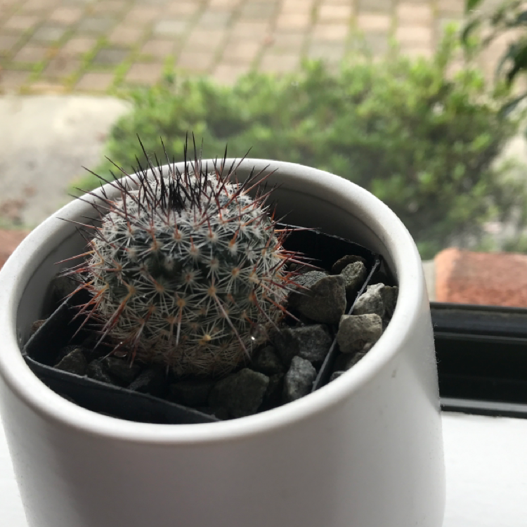 Healthy Simpson's hedgehog cactus with dense reddish-brown spines in a white ceramic pot on a wooden surface.