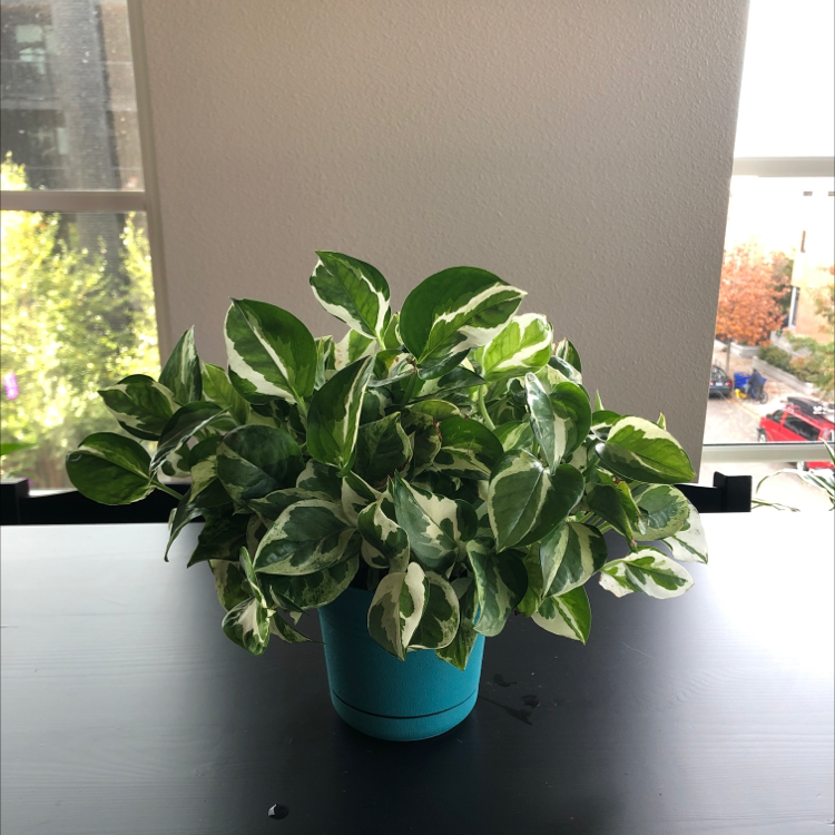 Photo of the plant species Hawaiian Pothos by @Engineergurly named Your plant on Greg, the plant care app