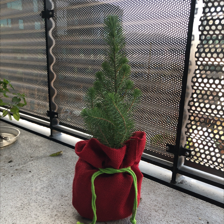 Young Stone Pine plant in a red fabric pot with green drawstrings, placed on a concrete surface.