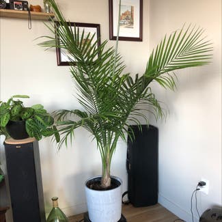 Majesty Palm plant in Portland, Oregon