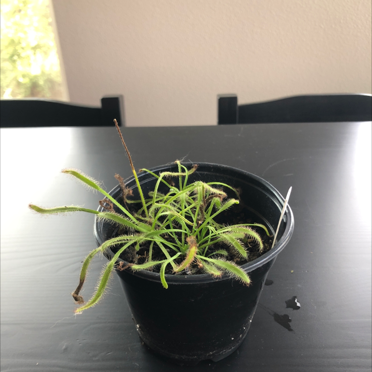 Photo of the plant species Drosera capensis 'Bot River' by @Engineergurly named Your plant on Greg, the plant care app
