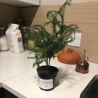 Norfolk Island Pine plant in Portland, Oregon