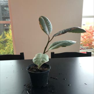 Variegated Rubber Tree plant in Portland, Oregon
