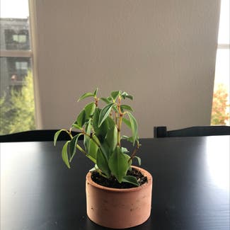 Teardrop Peperomia plant in Portland, Oregon